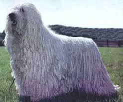 komondor information komondors flock guardian komondor dog komondor dog breeds