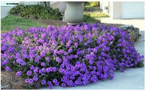 Image result for Verbena × teasii