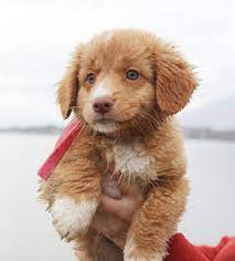 It learns quickly, but can grow bored easily. Golden Retriever Dog Breed Information Cute Dogs Cute Dogs And Puppies Cute Baby Animals