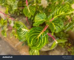 Image result for Iresine lindenii