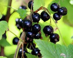 Blackcurrants are popular in europe but were banned in america in the early 1900s because they spread there's an intriguing reason why 99.9% of americans have never tasted blackcurrant but. Blackcurrants A Taste Of Ireland I Miss In America Irish American Mom