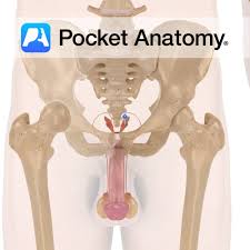 Image result for Seminal Vesicle