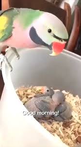 Parrot Love With Sound Video In 2020 Funny Animal Videos Funny Animals Funny Parrots