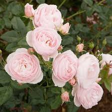 Top Roses For The Midwest Flower Garden Plans Best Roses Beautiful Flowers Garden