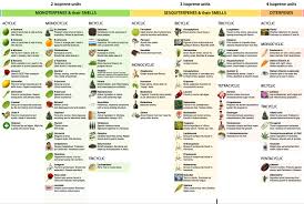 Terpenes A Practical Guide For Understanding And