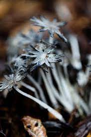 These Look Like Stars Stuffed Mushrooms Fungi Cool Plants