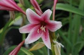 Image result for Crinum verdoorniae