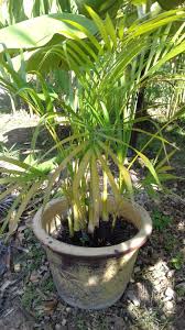 Buah pinang for health therapy steemit. Pokok Pinang In English Tk Plants Jawa Palm Palm Tree Indoor Plants Real Live Driving Directions And Travel Map Of Pokok Manggis In Pulau Pinang Mattu Rnuw