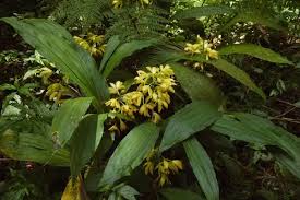 Image result for Phaius