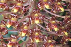 Image result for Bulbophyllum vulcanicum