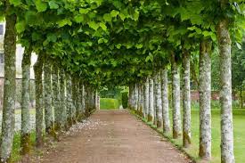 Cranborne 2062 Jpg 600 399 Garden History Manor Garden Country Gardening