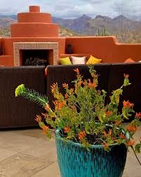 Image result for Justicia striolata