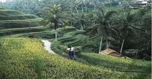 49+ terpopuler gambar lukisan pemandangan alam pedesaan, pemandangan alam. Menikmati Keindahan Alam Pedesaan Di Ubud 3 Tempat Ini Paling Ikonik