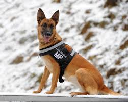 And fear what you will do to them so they stay away from you? Top 10 Reasons Why You Would Want A German Shepherd