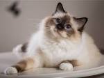 Top 10 Most Beautiful Cat Breeds In The World - The ...
