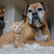 How to care for your new kitten. Feelgoodfriday Dog And Two Blind Cats Foster Kittens Chew On This