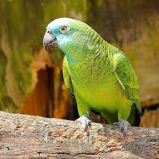 How Long Do Parrots And Other Pet Birds Live