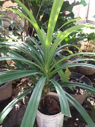 Langkah pertama kita cari dulu cabe rawit yang sudah matang untuk cara penyemprotannya mulai dari bawah daun, batang sekeliling kita semprot semua. Catatanenni Fa Menanam Pandan Wangi Dengan Cara Yang Mudah Hidroponik Alakadarnya
