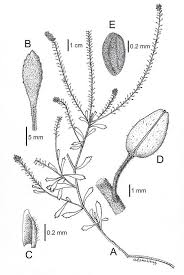 Image result for Coronopus integrifolius