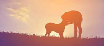 What to know when adopting a dog. How To Know If You Re Ready To Adopt A Dog