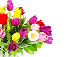 Lila hochzeitseinladung mit blumenstrauß, exotischer blumenstrauß, lila lilien und blütenblätter. Lila Gelbe Rosa Tulpen Blumenstrauss Weisser Hintergrund 1080x1920 Iphone 8 7 6 6s Plus Hintergrundbilder Hd Bild