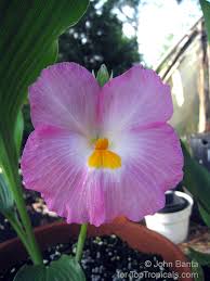 Image result for Siphonochilus