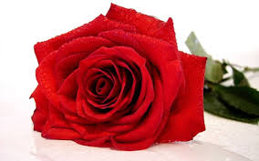 Red drift este un trandafir de peisaj, o creatie a casei meilland richardier care isi propune sa aduca un strop de eleganta si rafinament in casele si, . Poze Cu Trandafiri 50 Imagini Cu Trandafiri De Diferite Culori Buchete Si Aranjamente Revista Fucsia