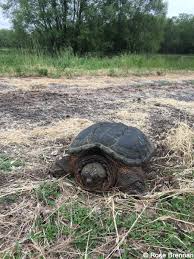 Snapping Turtle Chelydra Serpentina