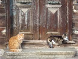 Heybeliada Kedileri Kedi Cats