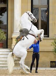 pin von almendra chavez urtaza auf pre pferde bilder pferdebilder pferde