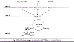 Metabolism And Its Integration With Diagram