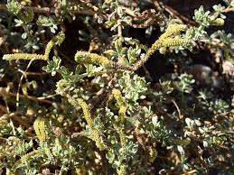 Image result for Euploca ovalifolia