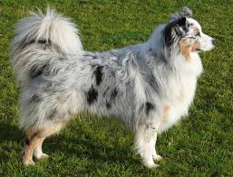 The coat of these types of aussies is formed through genes expressed to either red or black color. Australian Shepherd Breed Profile Australian Dog Lover