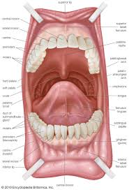 Human Digestive System Britannica