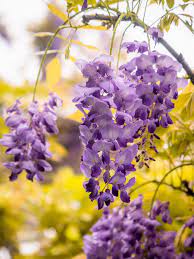 tower record chinese wisteria http towerecord blogspot tw 2014 04 chinese wisteria html chinese wisteria wisteria plants