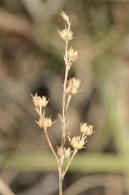Image result for Limeum sulcatum