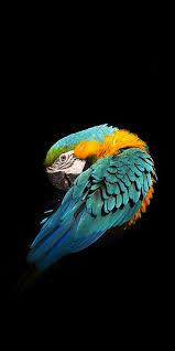 Image result for tbn:ED285OK8yRCGdM::www.hawanaajd.com/backgd/data/media/4/Wallpapers_-_Parrots_-_01.jpg