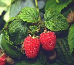 Himbeeren Rubus Idaeus Der Bio Gartner