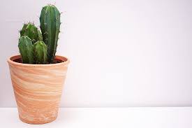 Cactus on a pink background. Hd Wallpaper Cactus In Brown Vase Plant Pot Plant Prickly Potted Plant Wallpaper Flare