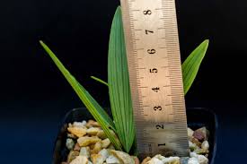 Image result for Ledebouria cooperi