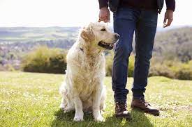 Fully insured with pet business insurance. How To Start A Dog Walking Business A Step By Step Guide