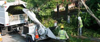 Reasons to trim or prune a tree. Tree Service North Andover 1 North Andover Tree Service