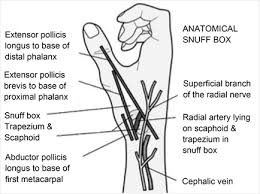 Initial Experience On Anatomical Snuff Box Approach For Coronary Angiogram Percutaneous Coronary Intervention In A Tertiary Care Center Nepal The anatomical snuffbox is a triangular depression found on the radial, dorsal aspect of the hand at the level of the carpal bones. anatomical snuff box