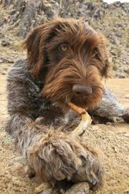 If you selected a specific state, try your search again using a neighboring state or no state at all. 26 Cute And Funny Animals Ideas Funny Animals Animals Cute Animals