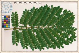 Image result for Peltophorum pterocarpum