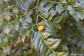 Image result for Cassinopsis ilicifolia