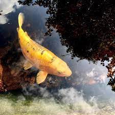 Garden Pond Store Near Me Fish Pond Gardens Small Fish Pond Fish Pond