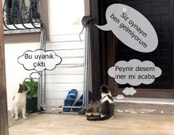 Kedilerden Kacan Fare Camasir Asacagina Cikti