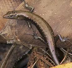 Image result for Tinnea eriocalyx