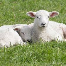 Spring Little Lambs Cute Sheep Animals Baby Animals